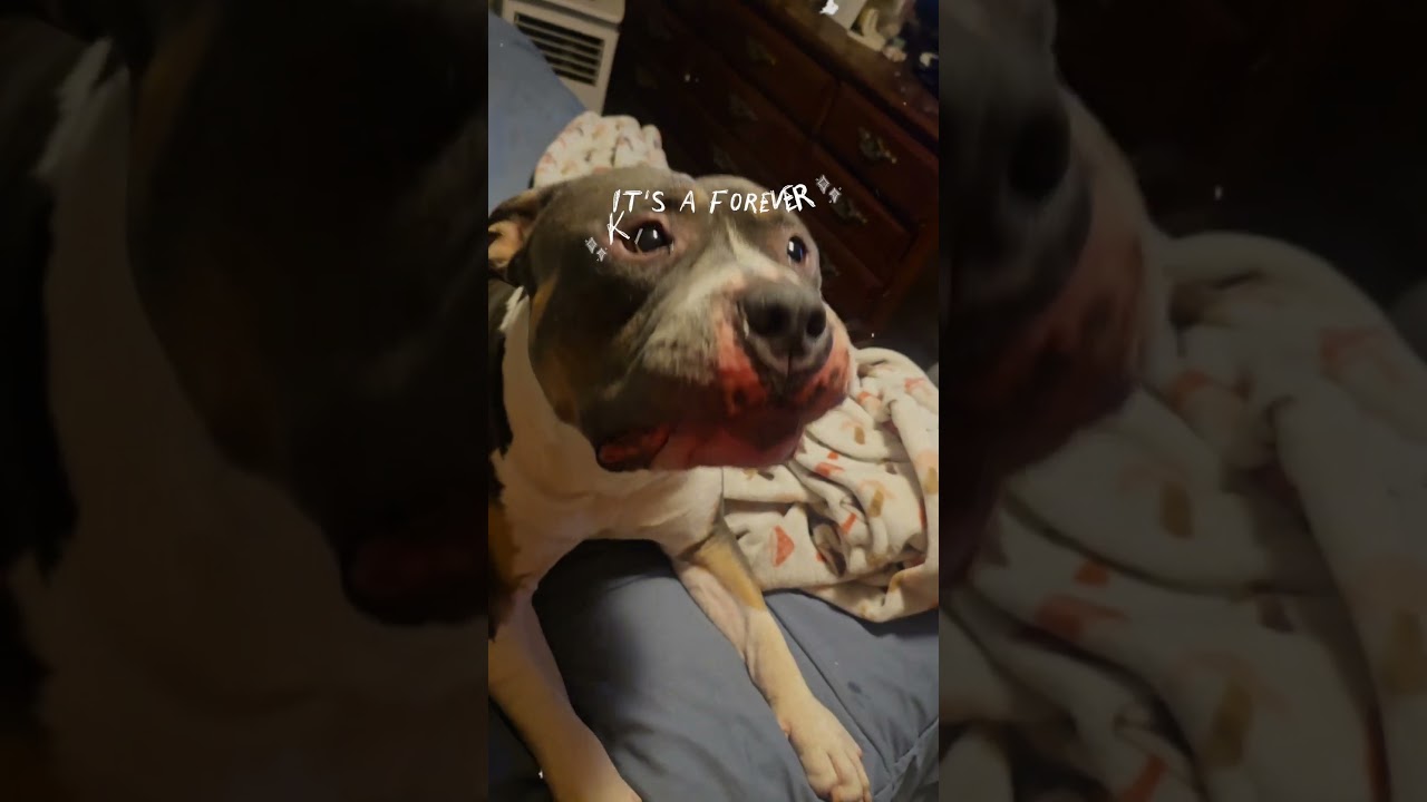 When Your Dog Becomes Your Soulmate #PitbullLove #Turks #FamilyFirst