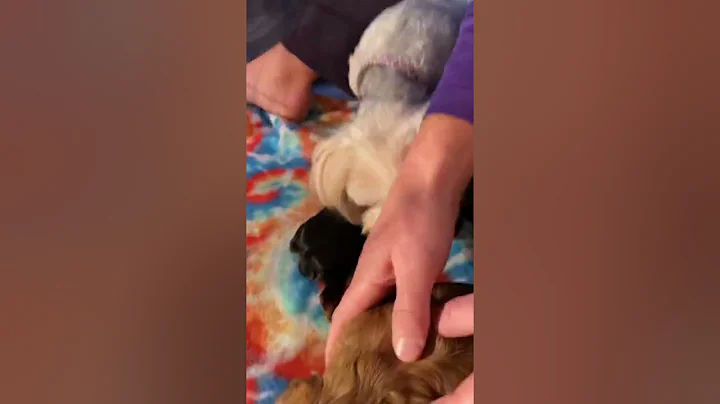 Sophie and Bailey puppies: Sophies puppies 3 weeks...
