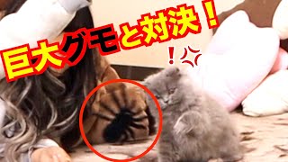 【猫VSクモ】ドッキリ！2連発！反応が可愛すぎた！【モコ部】