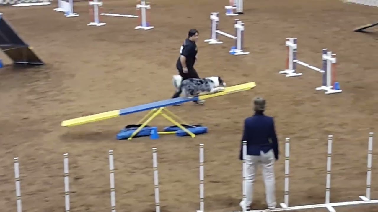 Legend- AKC National Agility Championship- Challengers Round- 1st Place