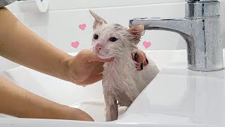 Rescued kitten taking a bath very well !! (eng)