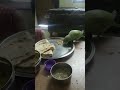 Mitthu came to eat food🥰 #like #parrot #vlog #yt #green #pet #pets #subscribe #nature #food #yummy