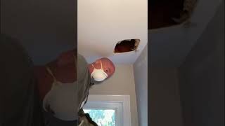 Tiny paws, big adventure - safely removing baby raccoons from the ceiling!