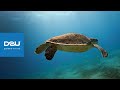 D2U club - дайвинг в Марса-Аламе - Морские черепахи ...