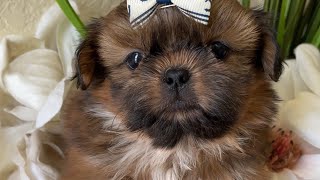 Beautiful Red Shih Tzu Puppy 🐶 by Shih Tzus are the Best 1,268 views 2 weeks ago 51 seconds