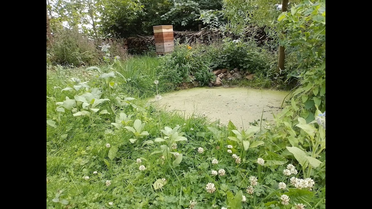 Une ruche au jardin -module 1