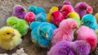 Menangkap Anak Ayam Warna Warni, Ayam Rainbow, Pop It Rainbow, KuraKura, Gurita, LumbaLumba #162