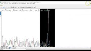 Step on obtained DNA sequences using Bioedit software and NBCI