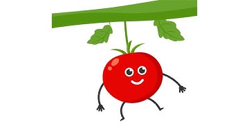 Tomato SVG Animation | Lottie Animation | Lottie Files JSON | Free Lottie Animations | LottieFiles