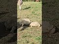 Sulcata tortoises trying to breed are interrupted by donkey visitors