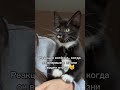 Милости-прелести 😻#МилыеЖивотные #Котики # поставьлайк #ЭРД