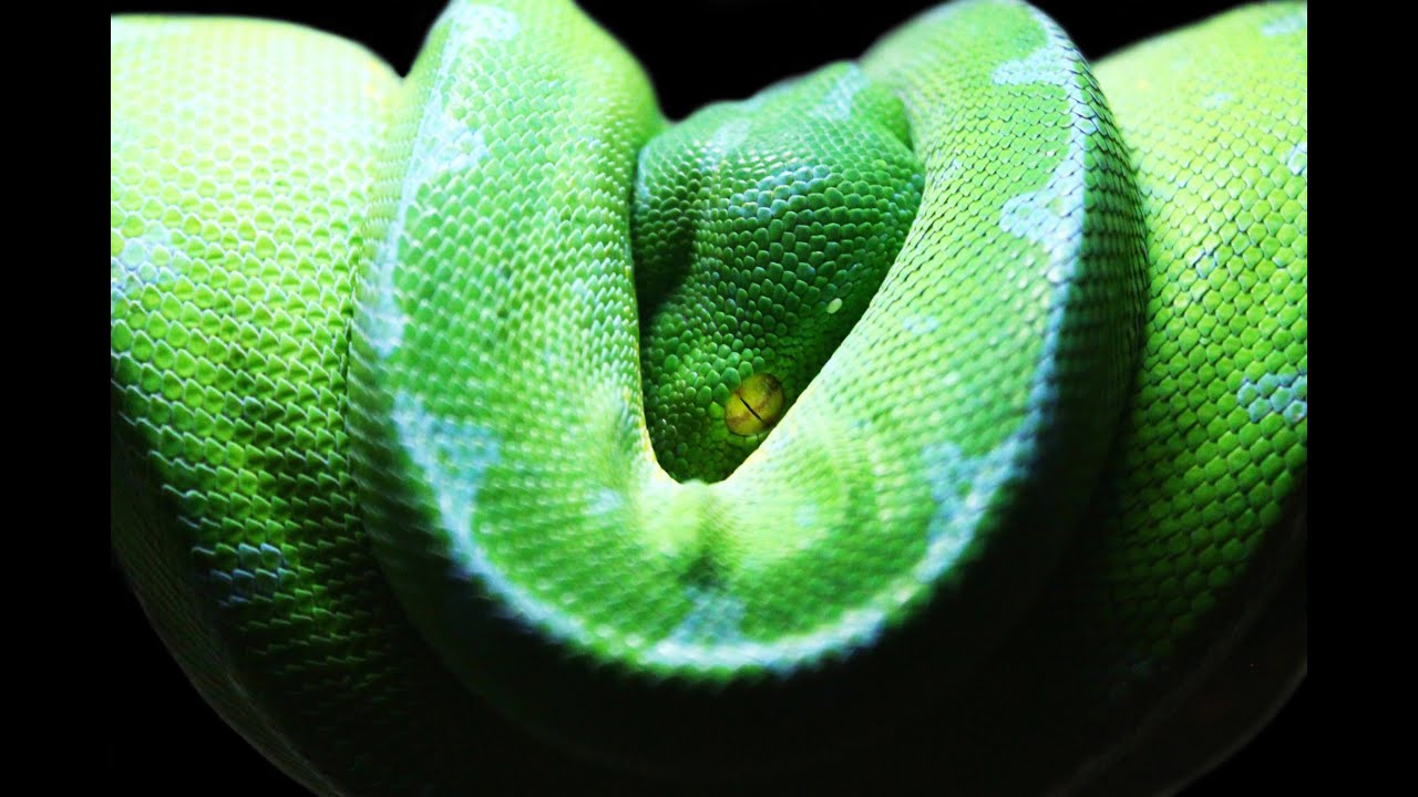 Green Tree Python Feeding (HD) - YouTube