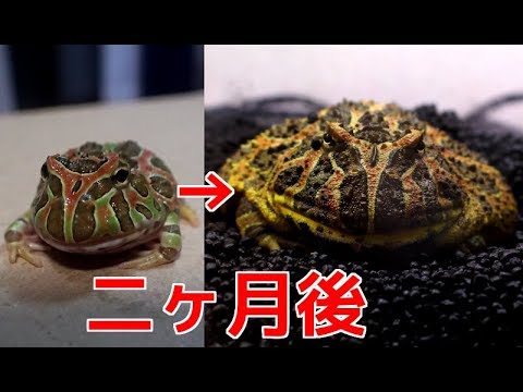 ベルツノガエルの成長が速すぎる Youtube ベルツノガエルの成長が速すぎる Youtube