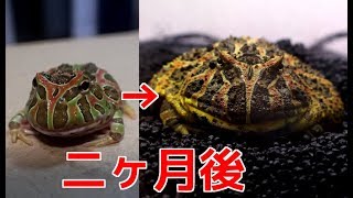 ベルツノガエルの成長が速すぎる