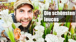 #65 Diese Sarracenia leucophylla musst du haben, alle Highlights aus meiner Sammlung