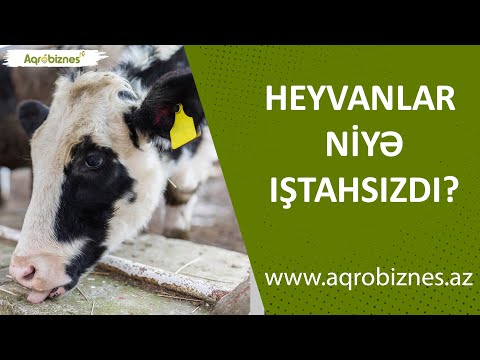 Video: Niyə Heyvanlar Baharda əridir?