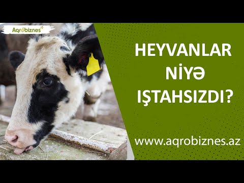 Video: Heyvan Xəstəxanası: Niyə Düşünməlisiniz