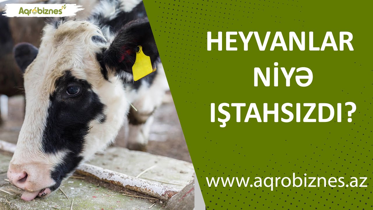 Heyvanlar niyə iştahsızdı?