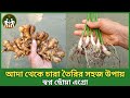 How To Grow Ginger At Home From Planting To Harvest | Growing Ginger At Home | আদা চাষ পদ্ধতি
