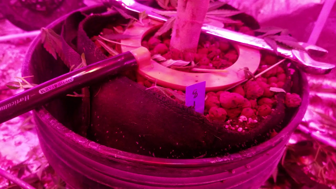Mars 1600 The Cali Connection 818 Headband  SCROG grow week 1