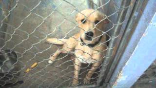 Dogs 9 For Adoption North Platte Animal Shelter