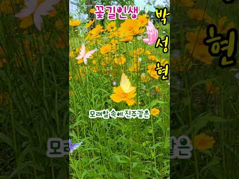 #꽃길인생  #박성현  #감성트롯  #따뜻한 가사  #트로트  #미스트롯