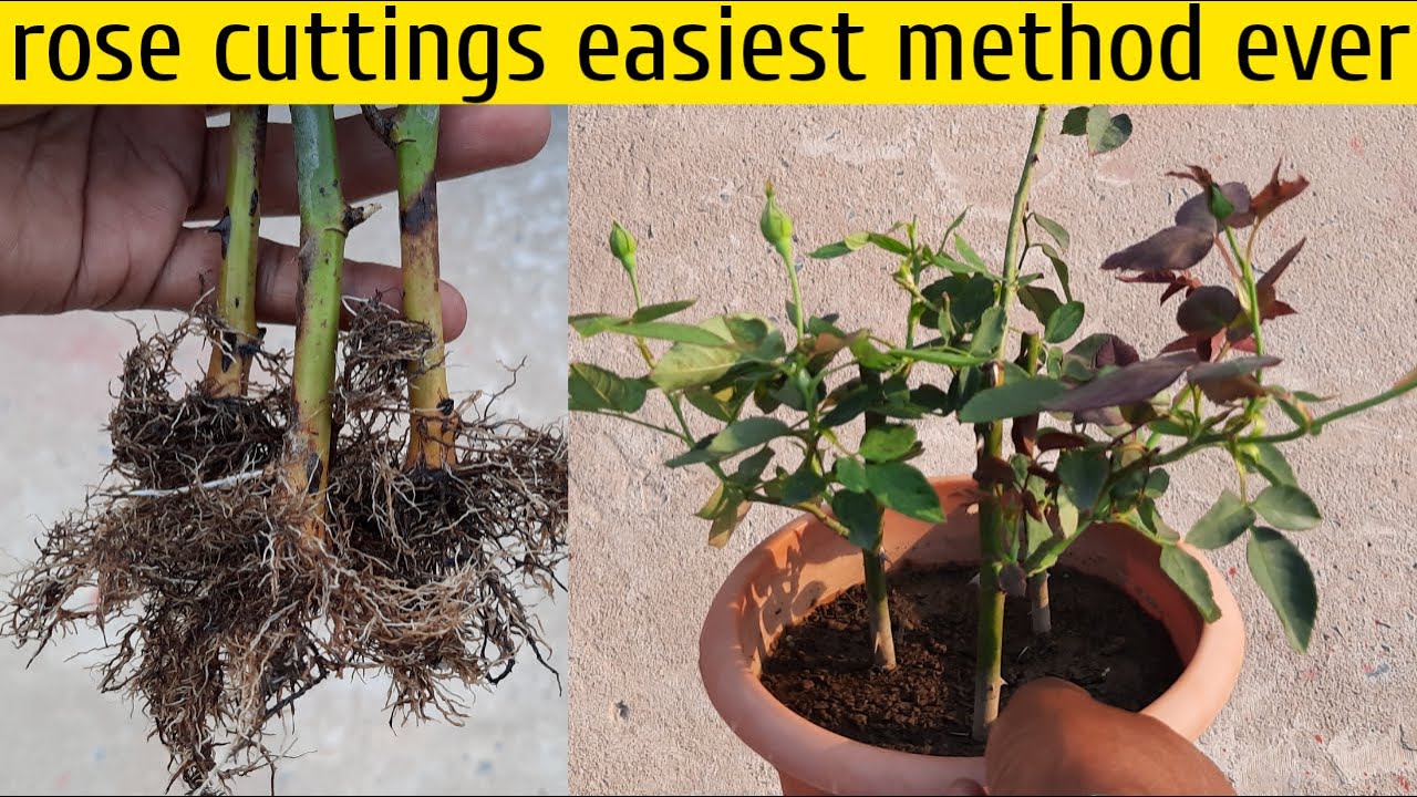 Rose plant from cuttings easiest method ever | Gardening 4u - YouTube