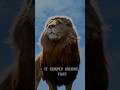 #Trending stetus #Attitude like lion#