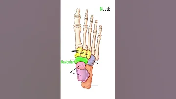 Tarsal Bones Made Easy 