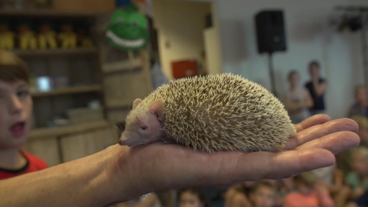 Landal Esonstad I Video Bungalowpark, Friesland