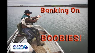 Banking On Boobies