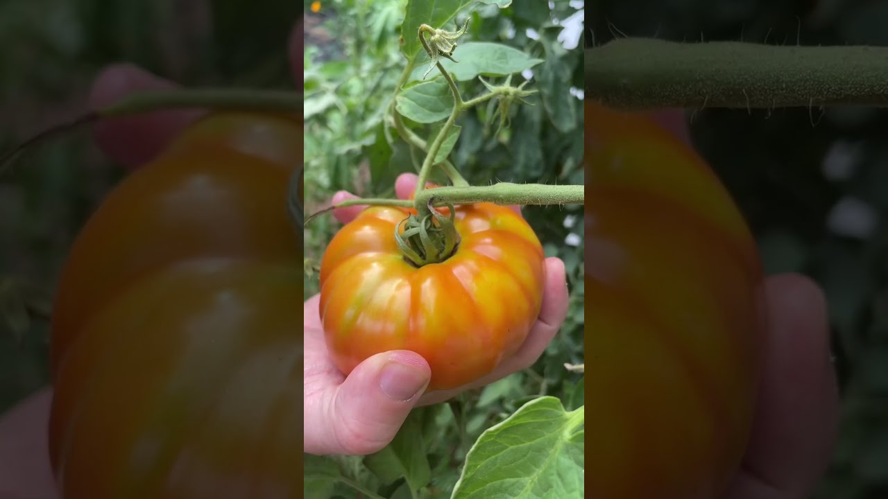 My Life Is Changed Thanks To This Nifty Little Invention Harvesting Easyharvesting