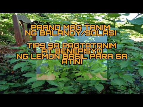 Video: Ano ang Lime Basil: Mga Tip Para sa Pagtanim ng Lime Basil Sa Hardin