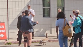 PELICAN in middle of the street Friday April 19, 2024 venice beach California by NameOnRice  Name On Rice 88 views 3 weeks ago 35 seconds