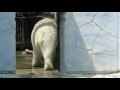 Kometa the Polar Bear, walking at inner yard at Rostov Zoo, Russia