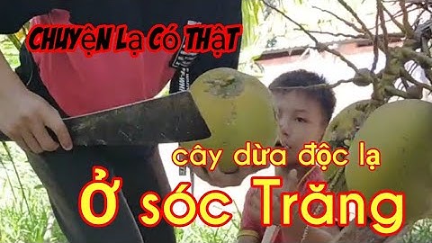 Cây dừa độc lạ, ở sóc Trăng  lần đầu tiên thấy trong đời