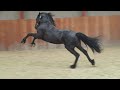 The last funny moments of Friesian horses Andre and Bauke. 🤸🏻‍♂️💪🏻🥋🥊 Sound on!