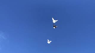 🕊 Погода солнечная, чистое небо. Николаевские голуби 2020. Полет Николаевских голубей Украина.