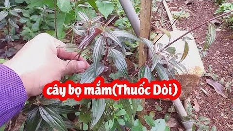 Cây Bọ Mắm(Cây Thuốc Dòi) Có Công Dụng Gì Và Mua Ở Đâu