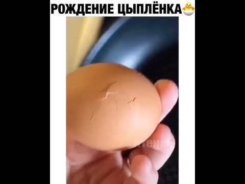 Видео: Кусы и цыплята Растения: как выращивать кур и цыплят