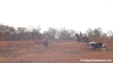 Peptos Playin CD and Mollymacs Hot - rounding up the cows! - ValleyViewRanch.net