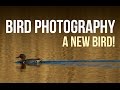 Spring Bird Photography Trip: A NEW BIRD (Lifer!)