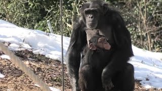 I don&#39;t like cars passing by! by Mikan  たくさんの車が通るのはいや！ミカン　Chimpanzee  Tama Zoological Park