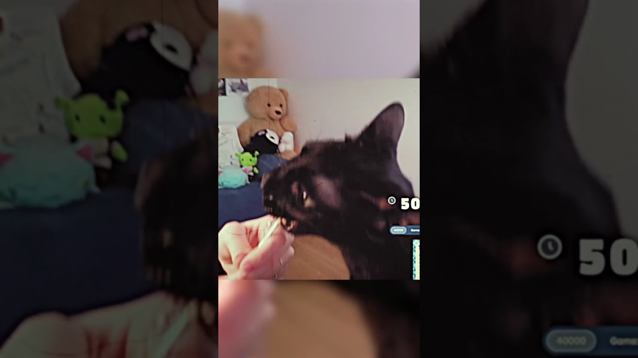 I swear I feed him | not_a_symphony on #twitch & #yt