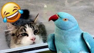 FUNNY CATS and DOGS🐶😹 New Funniest Cute Animals Videos 2024💥