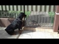 Rottweiler fazendo guarda