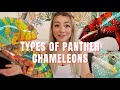 Types of Panther Chameleon Locals