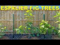 How To Espalier Fig Trees - Complete Guide From Start To Finish