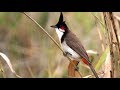 Red whiskered Bulbul Song || Sound of Peace