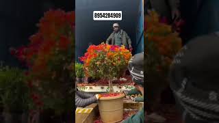 # GRAFTED MULTICOLOURED BOUGAINILLEA PLANTS 8954284909 All INDIA DElIVERY AVAILABLE 🌿 PLANT